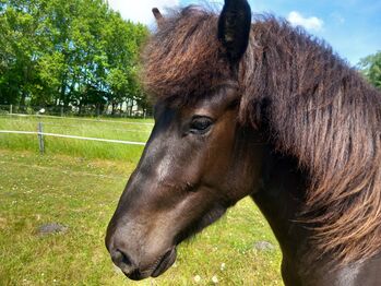 Bezaubernder dreijähriger Isländerwallach, M. Schmiedehausen, Horses For Sale, Neumünster
