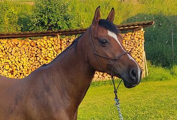 Charmanter, leistungsbereiter Spanier, Ursula, Horses For Sale, Sankt Gallen