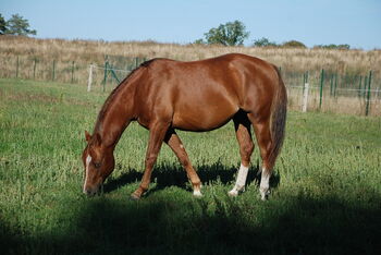 charmanter Nachwuchshengst aus Top Reininglinien, Kerstin Rehbehn (Pferdemarketing Ost), Horses For Sale, Nienburg