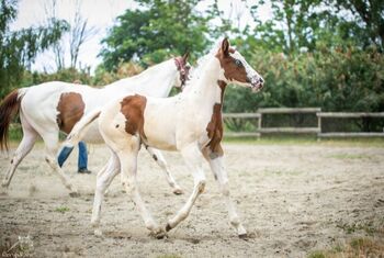 Bezaubernde Paint Horse  Stute 2025 APHA