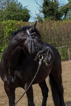 Charmanter Wallach, Murgese, 4 Jahre