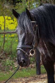 Charmanter Wallach, Murgese, 4 Jahre, Kerstin Mothes, Horses For Sale, Zülpich