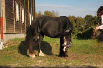 Charmante Tinker-Stute