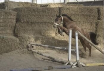 Charmanter typvoller sportiver Wallach