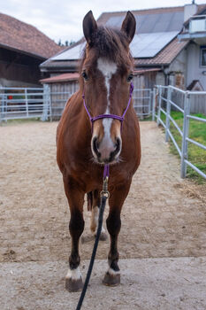 Charmante Youngster-Stute Mirielle