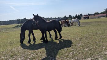 Charmanter Fellponyhengst zu Verkaufen, Kathleen Grygo, Pferd kaufen, Dohren 