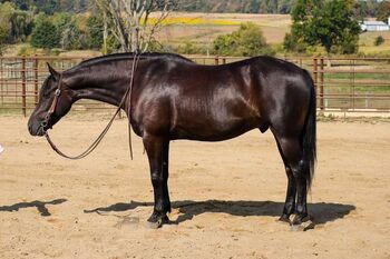 "Charming" Friesian Gelding