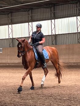 Charmeur und Lehrmeister sucht Bestplatz, Bettina Lumper , Horses For Sale, Purgstall 