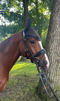 Charmanter 6-jähriger Wallach Allrounder, Susan Hesebeck, Horses For Sale, Munster