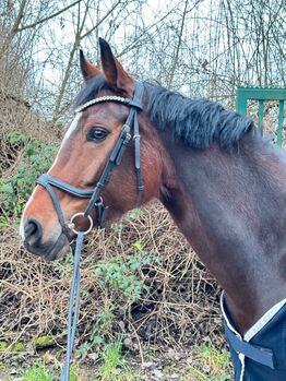 Charmantes Dressurpferd