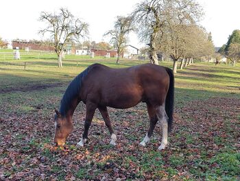 Charmanter, leistungsbereiter Spanier