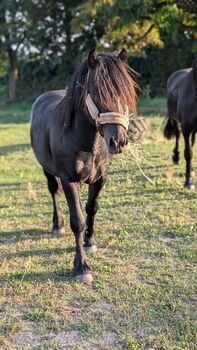 Charmanter Fellponyhengst zu Verkaufen