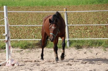 Charmanter Youngster mit Potenzial für den Dressursport, N. Weber, Horses For Sale, Markgrönigen