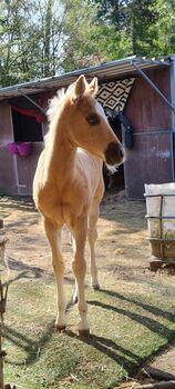 Bezauberndes Paint Horse Stutfohlen in Traumfarbe