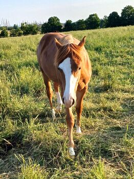 Charmante Quarter Horse Stute mit klarem Kopf und starken Anlagen