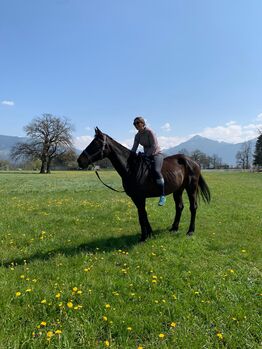 Charmante Stute auf der Suche nach liebevollem Zuhause