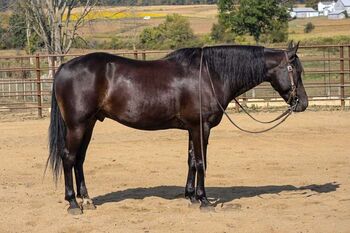 "Charming" Friesian Gelding, Fritz, Horses For Sale, Sydney, NSW