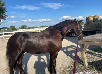 Charming Friesian horse mare, Alex mockler , Horses For Sale, Albany 