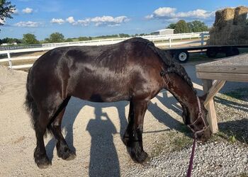 Charming Friesian horse mare