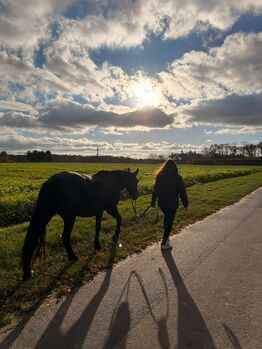 Bezaubernde Ungarische Stute sucht erfahrenen Herzensmenschen