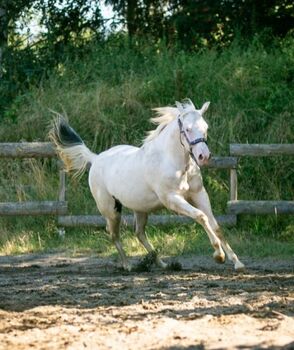 Bezaubernde Paint Horse  Stute 2023 APHA