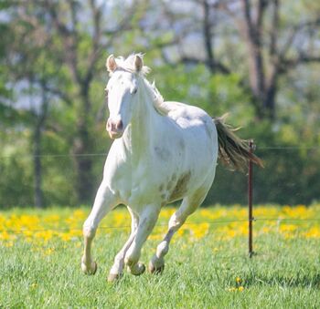 Bezaubernde Paint Horse  Stute 2023 APHA, Rainer, Horses For Sale, Wernigerode