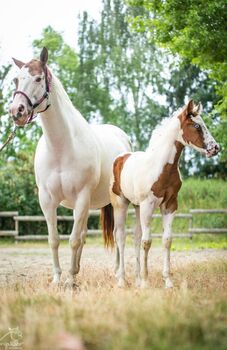 Bezaubernde Paint Horse  Stute 2025 APHA, Rainer, Horses For Sale, Wernigerode
