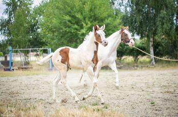 Bezaubernde Paint Horse  Stute 2025 APHA