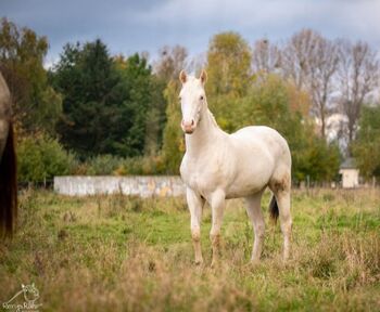 Bezaubernde Paint Horse  Stute