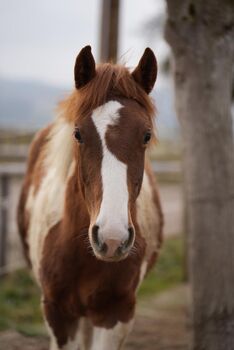 Charmante Paint Horse Mix Jährlings Stute, Anna, Horses For Sale, Waldneukirchen