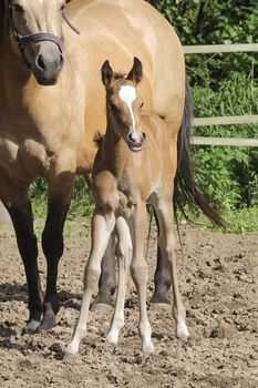 Bezauberndes Quarter Horse Stutfohlen