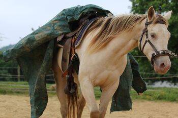 Bezaubernde Quarter Horse Stute in Traumfarbe