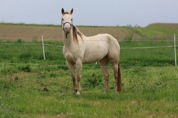 Bezaubernde Quarter Horse Stute in Traumfarbe, Kerstin Rehbehn (Pferdemarketing Ost), Horses For Sale, Nienburg