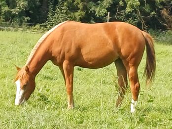 Charmante Quarter Horse Stute mit klarem Kopf und starken Anlagen, Kerstin Rehbehn (Pferdemarketing Ost), Horses For Sale, Nienburg