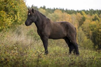 Charmantes Verlasspferd / Allrounder