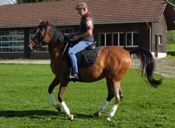 Charmanter, leistungsbereiter Spanier, Ursula, Horses For Sale, Sankt Gallen