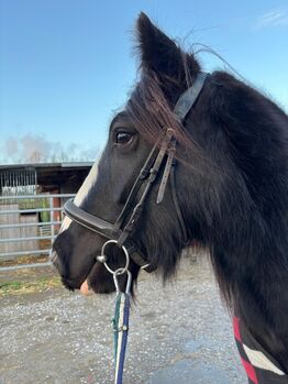 Charmante Tinker-Stute, Denise , Horses For Sale, Essen