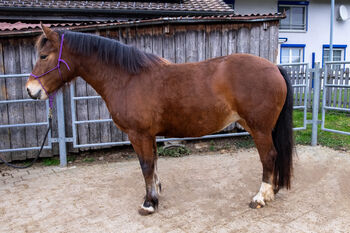 Charmante Youngster-Stute Mirielle, Daniela, Horses For Sale, Wigoltingen