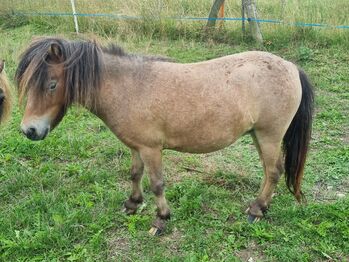 Freche Mini Shetty Stute sucht Aufgabe
