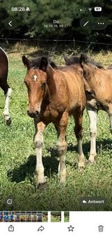 Klatblut Hengstfohlen, Julia, Horses For Sale, Kurzragnitz