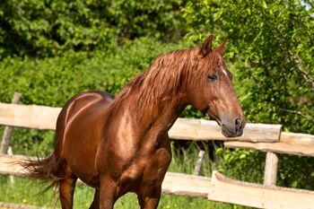 #chestnutlove #oldbutgold, WOW Pferd  (WOW Pferd), Konie na sprzedaż, Bayern - Attenkirchen