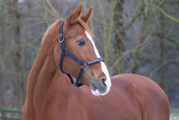 #chestnutmarelove #showjumpingblood, WOW Pferd  (WOW Pferd), Konie na sprzedaż, Bayern - Attenkirchen