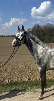 ✨Schicker Wallach von Clinton’s Heart✨, Manuel, Horses For Sale, Eurasburg 