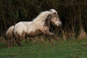 Schicke Dt. Partbred Shetty Stute Windfarbe ( Silver), Nicole Prignitz , Horses For Sale, Groß Molzahn 