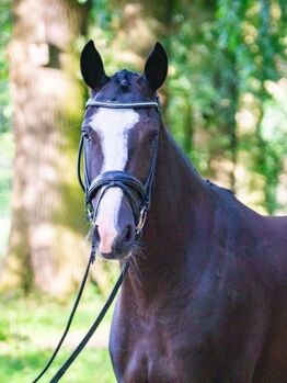 Schicke Hannoveraner Stute, Berners, Horses For Sale, Heinsberg