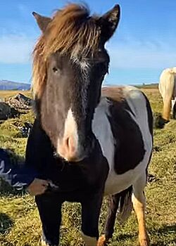 Schicker Freizeitpartner, angeritten, Islandpferde-aus-Island, Horses For Sale, Südisland