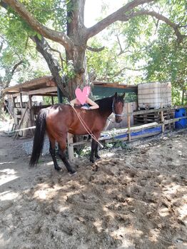 Schicke Stute, Jasmin, Horses For Sale, Speyer