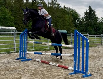 Schicke Mecklenburger Rappstute, HP, Horses For Sale, Ellgau 
