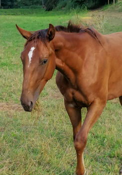 Schicke Dunkelfuchs Stute geb. 2023, Anja Riegger , Horses For Sale, Abtsgmünd