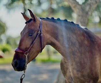 Schicke PRE Stute mit vielerlei Potenzial!, Yvonne, Horses For Sale, Cadiz